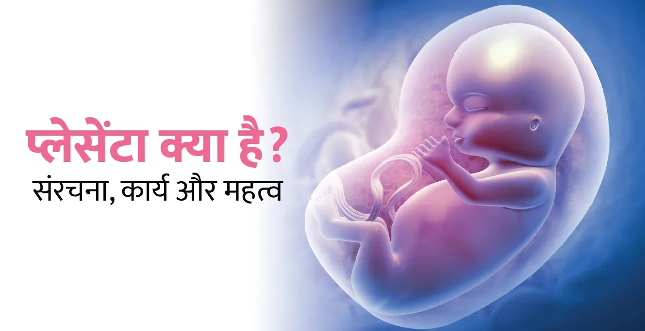 प्लेसेंटा क्या है? – गर्भावस्था में उसकी भूमिका संरचना, कार्य और महत्व