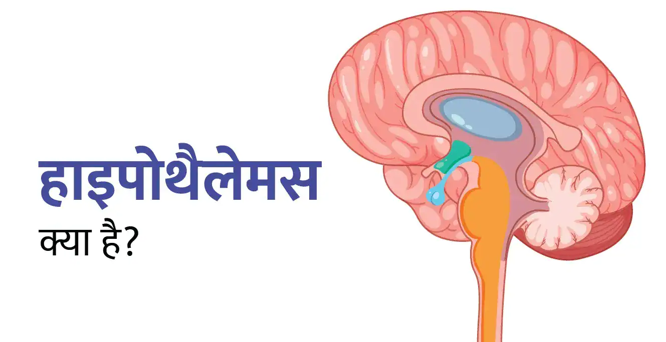 हाइपोफिसियल पोर्टल सर्कुलेशन और हाइपोथैलेमिक नाभिक