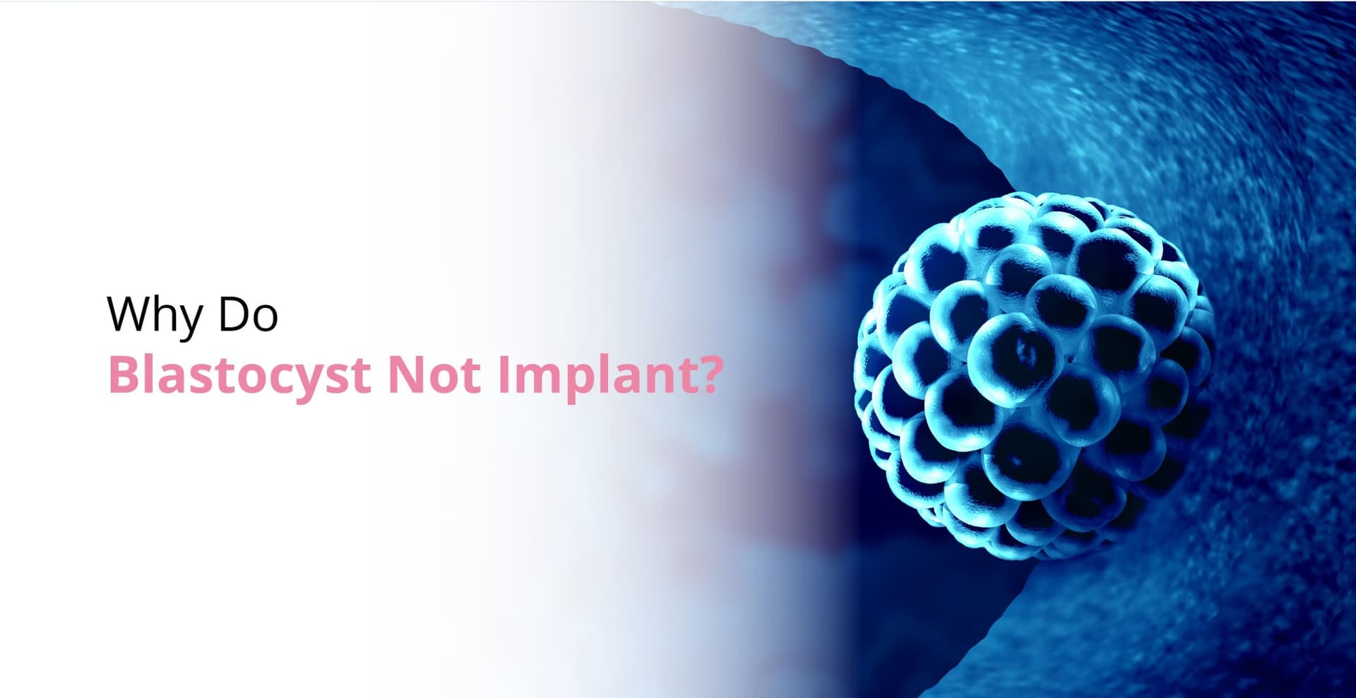 Why Do Blastocyst Not Implant?